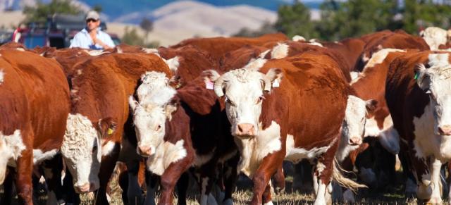 Image of Hereford cows