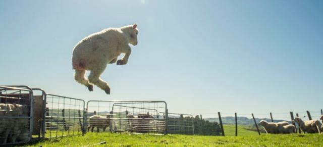 image of jumping lamb