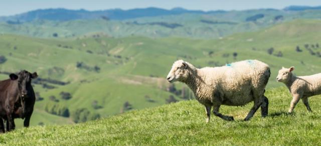 Image of a sheep, lamb and cow on farm. 