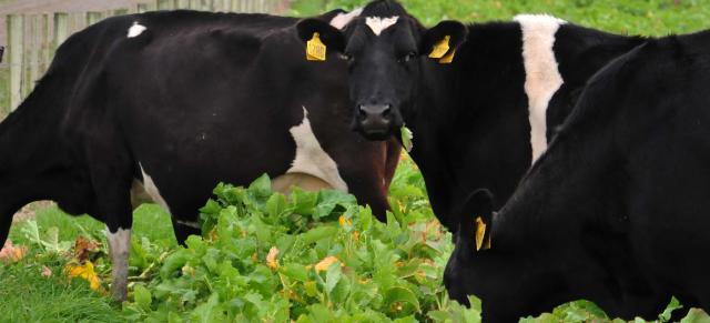 image of cow grazing in winter crops