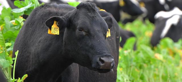 image of cow grazing in crops