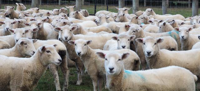 ewe lambs