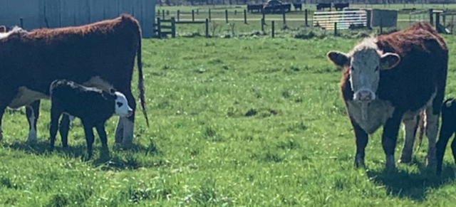 Image of cattle onfarm