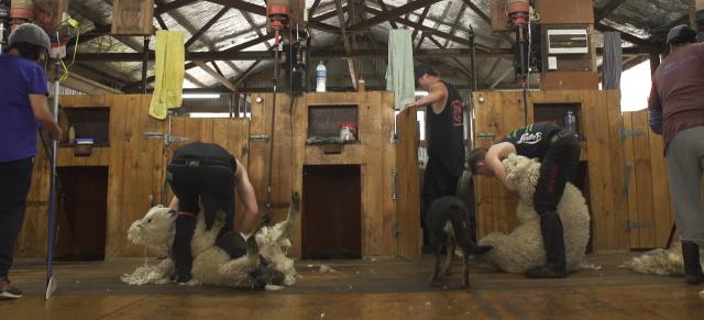 shearing shed