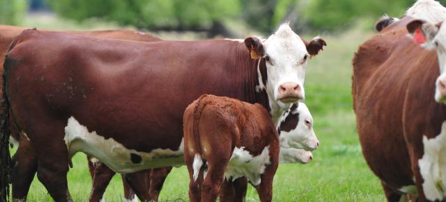 calves and cows