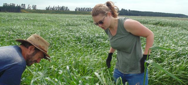 image of people harvesting catch crops