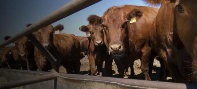 cattle feed trough