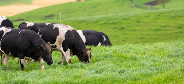 image of cattle grazing