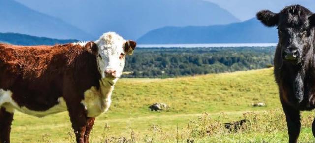 image of beef cpw and dairy cow on-farm