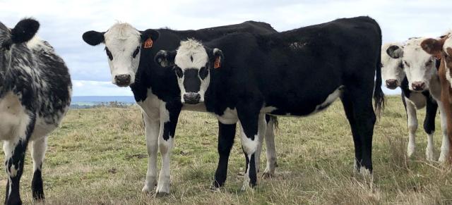 image of dairy beef cattle