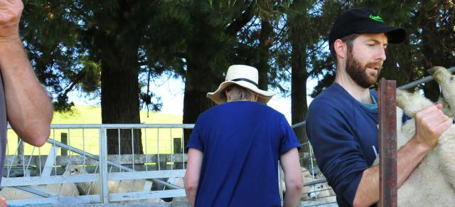 image of staff docking sheep in the yards