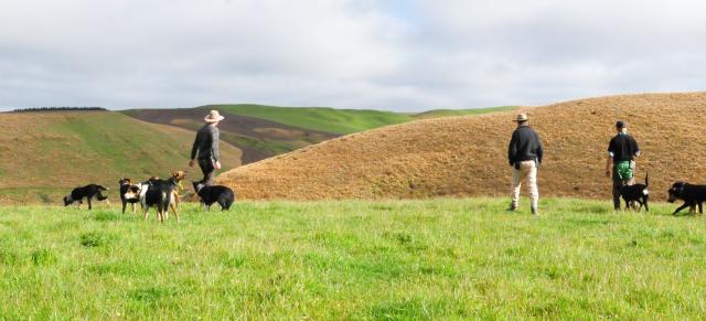 farmers and dogs