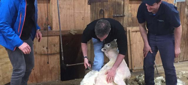 image of shearing sheep