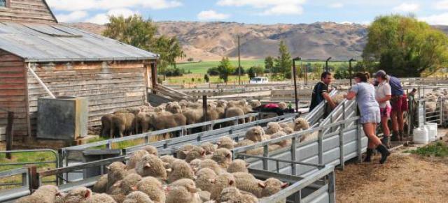 sheep in yards