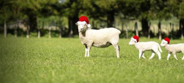 Xmas sheep