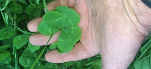 sub clover