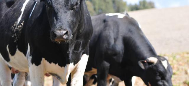 cows grazing