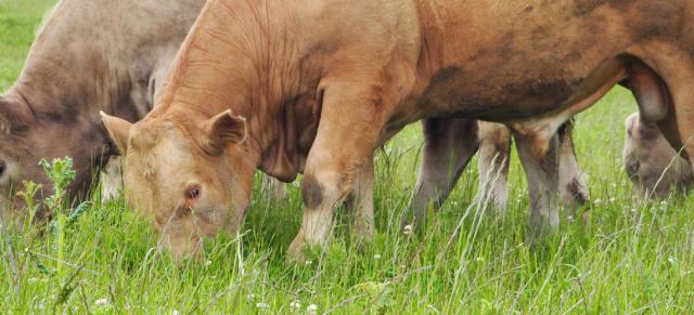 image of cows eating