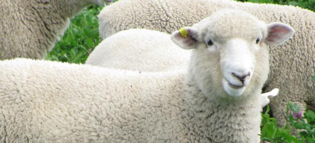 sheep in clover