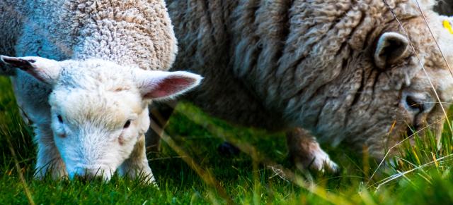 ewe and lamb eating