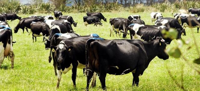 fresian herd grazing