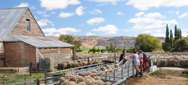 Image of sheep in yards