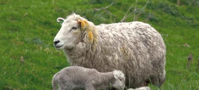 weaning lambs