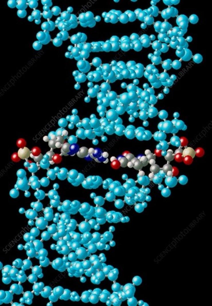 image of full DNA helix