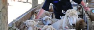 Farmer working with sheep