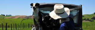 image of woman and two dogs on back of ute