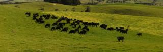 Cows in field