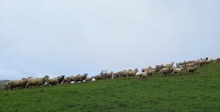 image of terminal lambs on grass