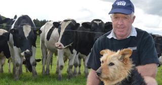 image of frag member and dog infront of dairy herd