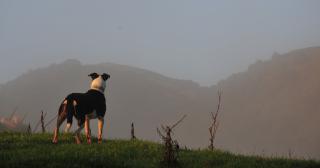 image of dog overlooking misty farm