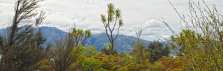 image of trees on farm