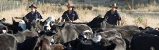 Image of farmers and bulls