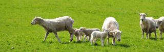 lambs with ewes