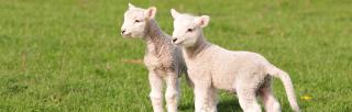 image of two lambs