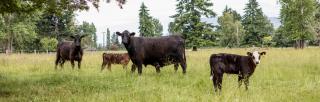 Image of Kepler Farm cows and calves