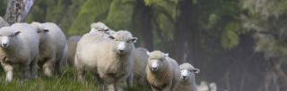 image of sheep and native trees