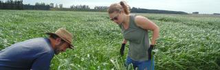 image of people harvesting catch crops