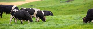 image of cattle grazing