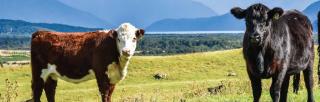 image of beef cpw and dairy cow on-farm