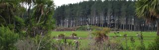 image of mixed plantings on farm and sheep