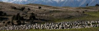 mob of sheep in winter