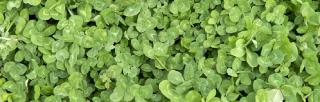 sub clover