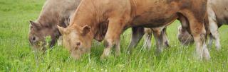 image of cows eating