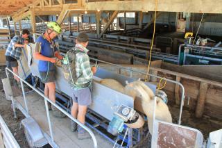 drenching ewes