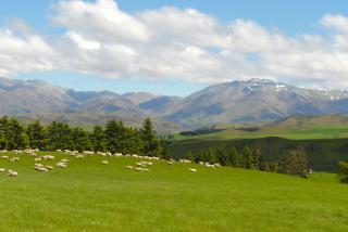 image of sheep flock