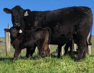 Heifer and calf